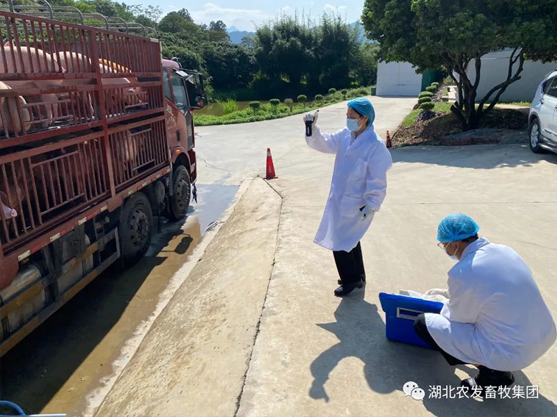 【勞動最美】五一(yī)勞動節湖北(běi)農發畜牧集團一(yī)線員(yuán)工(gōng)風采展播①：保供給“五一(yī)”勞動忙